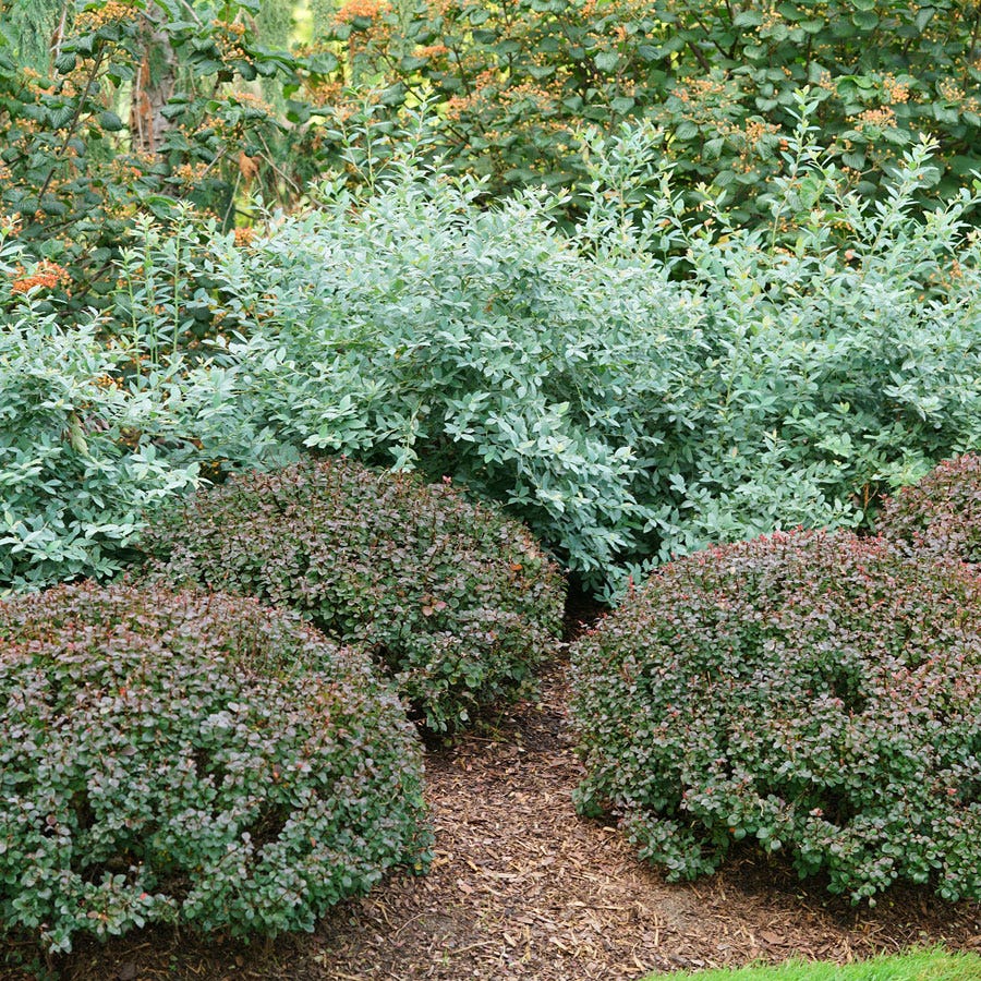 Vaccinium Splendid!™ Blue Highbush Blueberry