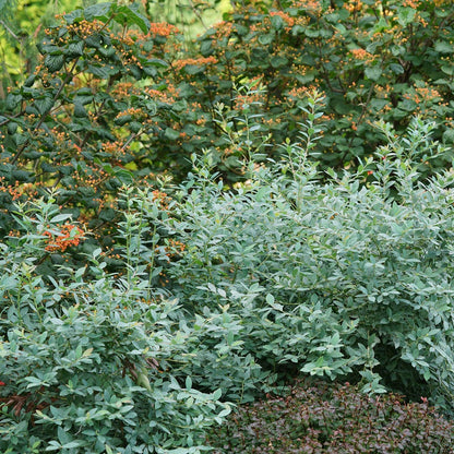 Vaccinium Splendid!™ Blue Highbush Blueberry