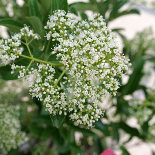Viburnum Yardline™ Snowball Bush