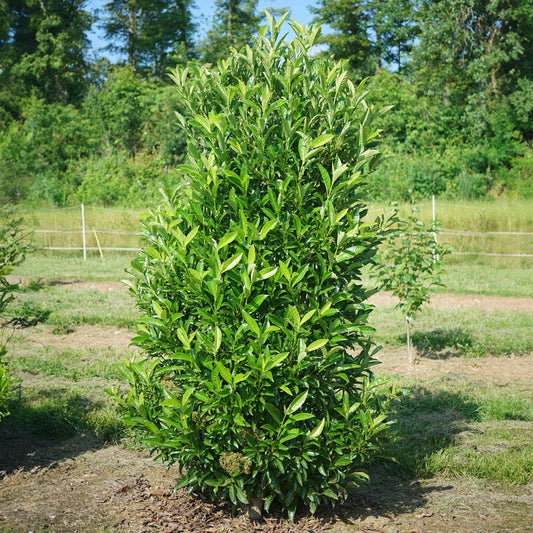 Viburnum Yardline™ Snowball Bush