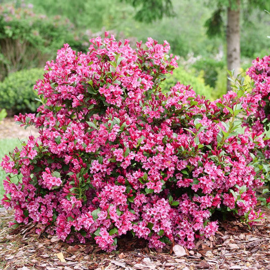 Weigela Sonic Bloom Punch™