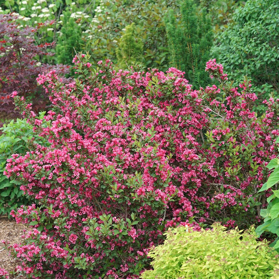 Weigela Sonic Bloom Punch™