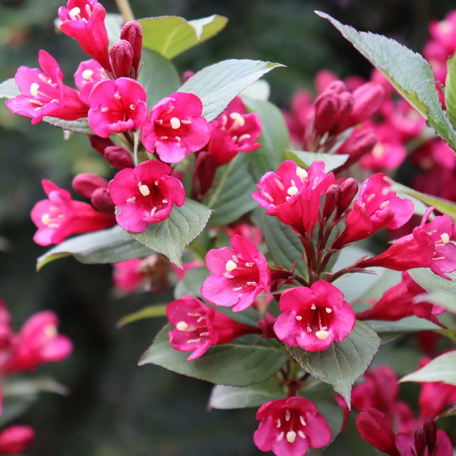 Weigela Sonic Bloom Punch™