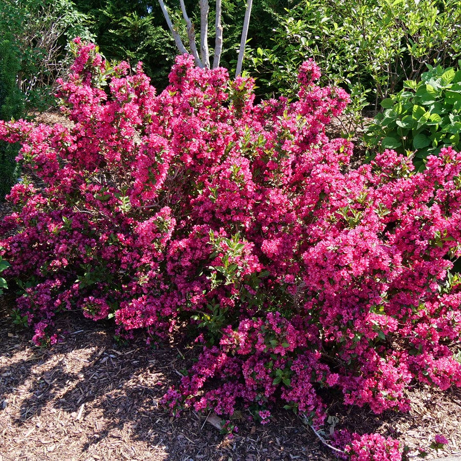Weigela Sonic Bloom Punch™