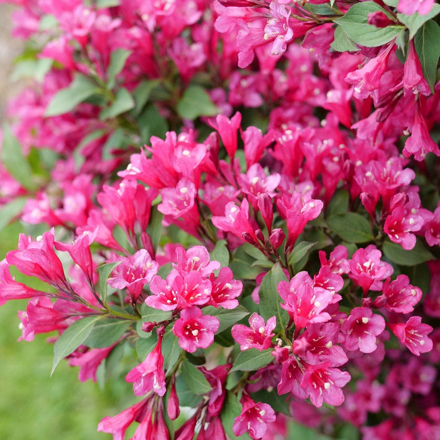Weigela Sonic Bloom Punch™