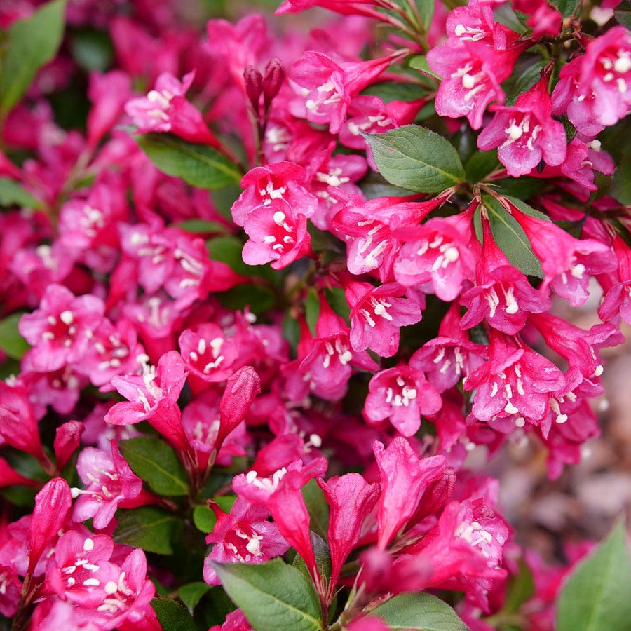 Weigela Sonic Bloom Punch™