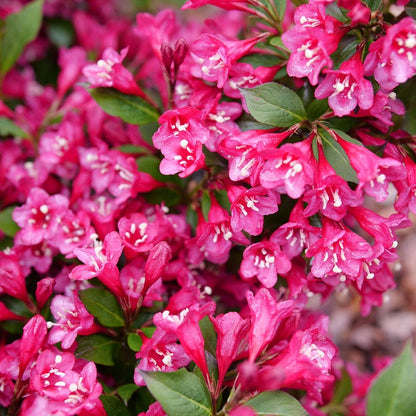 Weigela Sonic Bloom Punch™