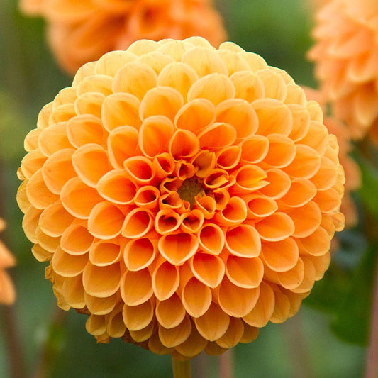 Dahlia 'Sylvia' Pompon Bulb