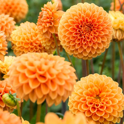 Dahlia 'Sylvia' Pompon Bulb