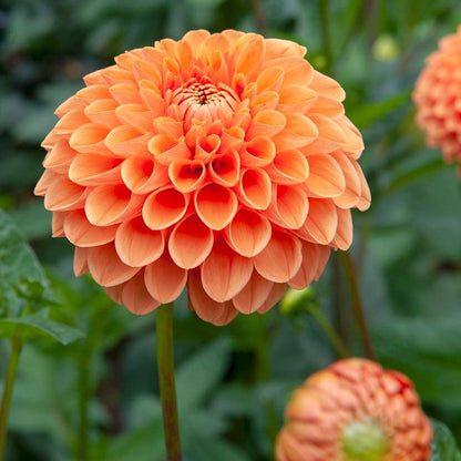 Dahlia 'Sylvia' Pompon Bulb