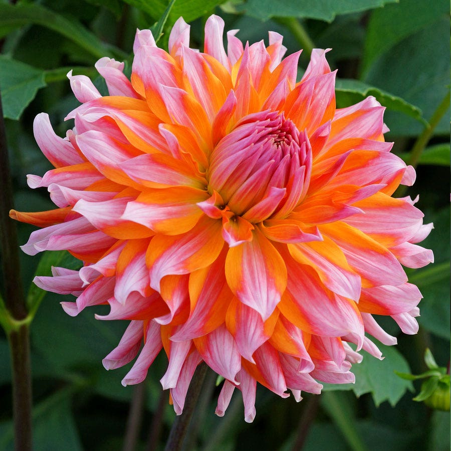 Dahlia Orange Turmoil Cactus Dahlia Bulb