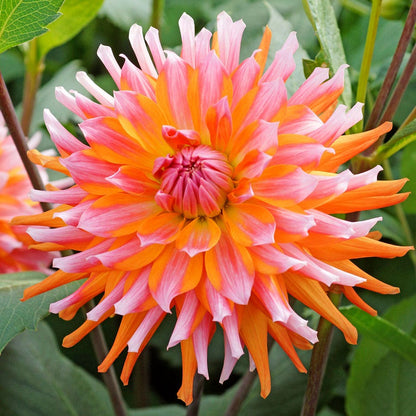 Dahlia Orange Turmoil Cactus Dahlia Bulb