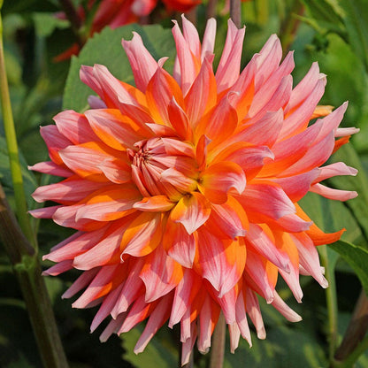 Dahlia Orange Turmoil Cactus Dahlia Bulb