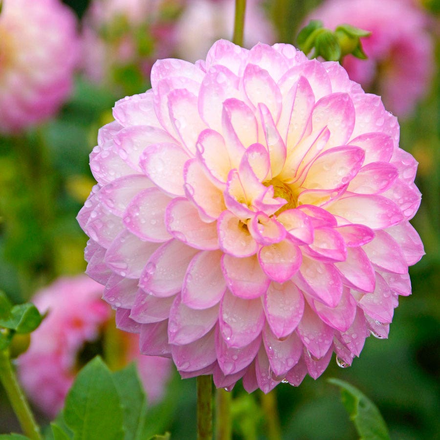 Dahlia Arbatax Decorative Dahlia Bulb – Wayside Gardens