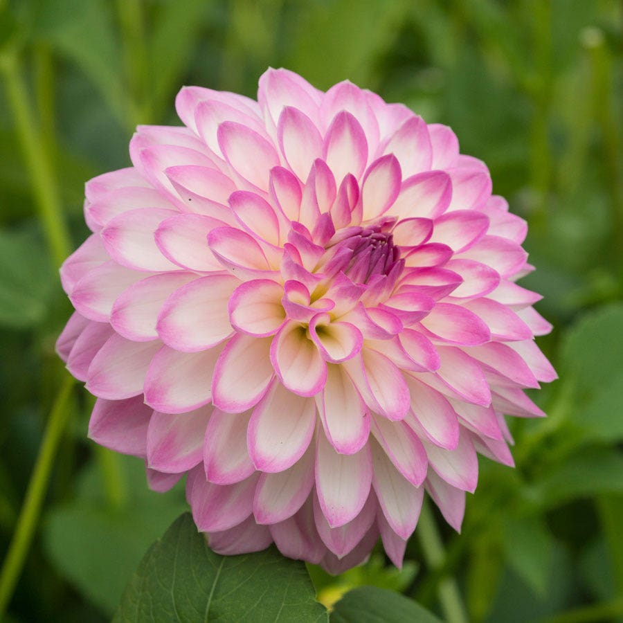 ＊Dahlia＊ページ Dahlia Tubers (Ball & Decorative) - Pink Mix | Dahlia Bulbs