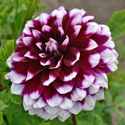 Dahlia Mystery Day Dinner Plate Dahlia Bulb