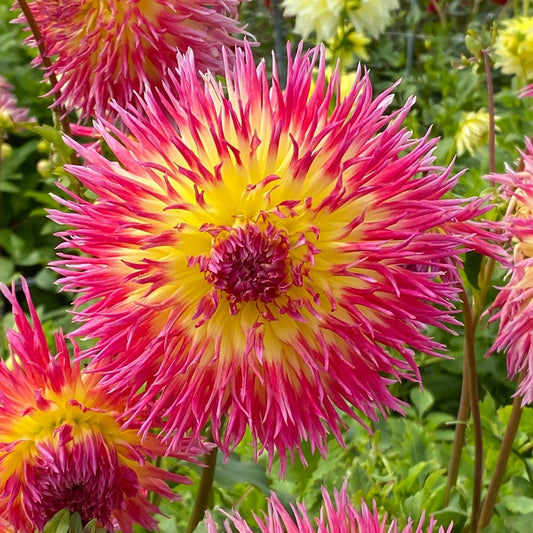 Dahlia Lindsay Michelle (Decorative x Semi Cactus) Dahlia Bulb