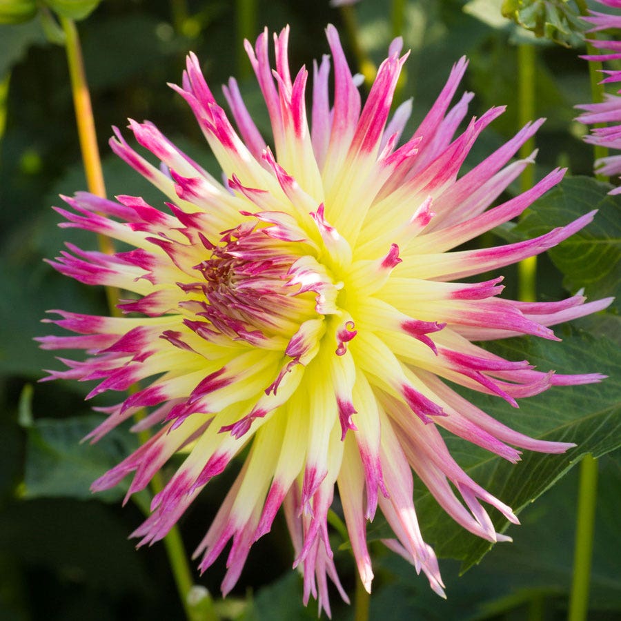 Dahlia Lindsay Michelle (Decorative x Semi Cactus) Dahlia Bulb