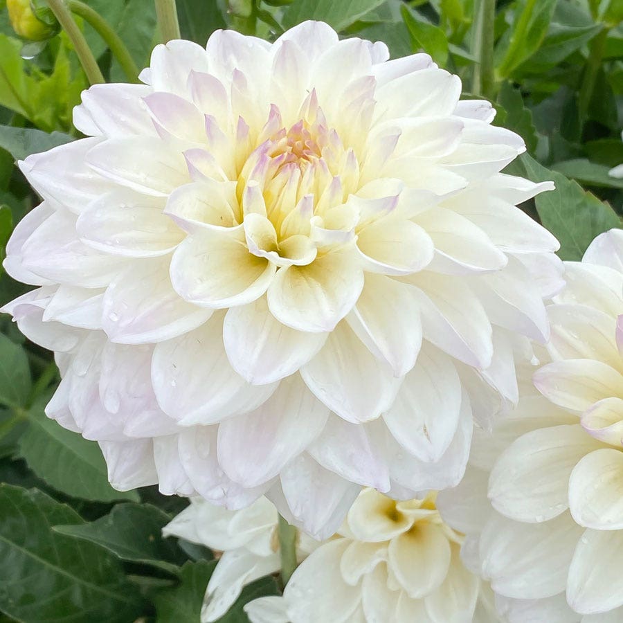 White Dahlia GoGo Decorative Dahlia Bulb