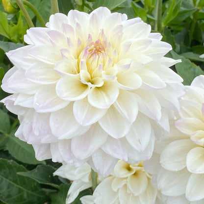 White Dahlia GoGo Decorative Dahlia Bulb