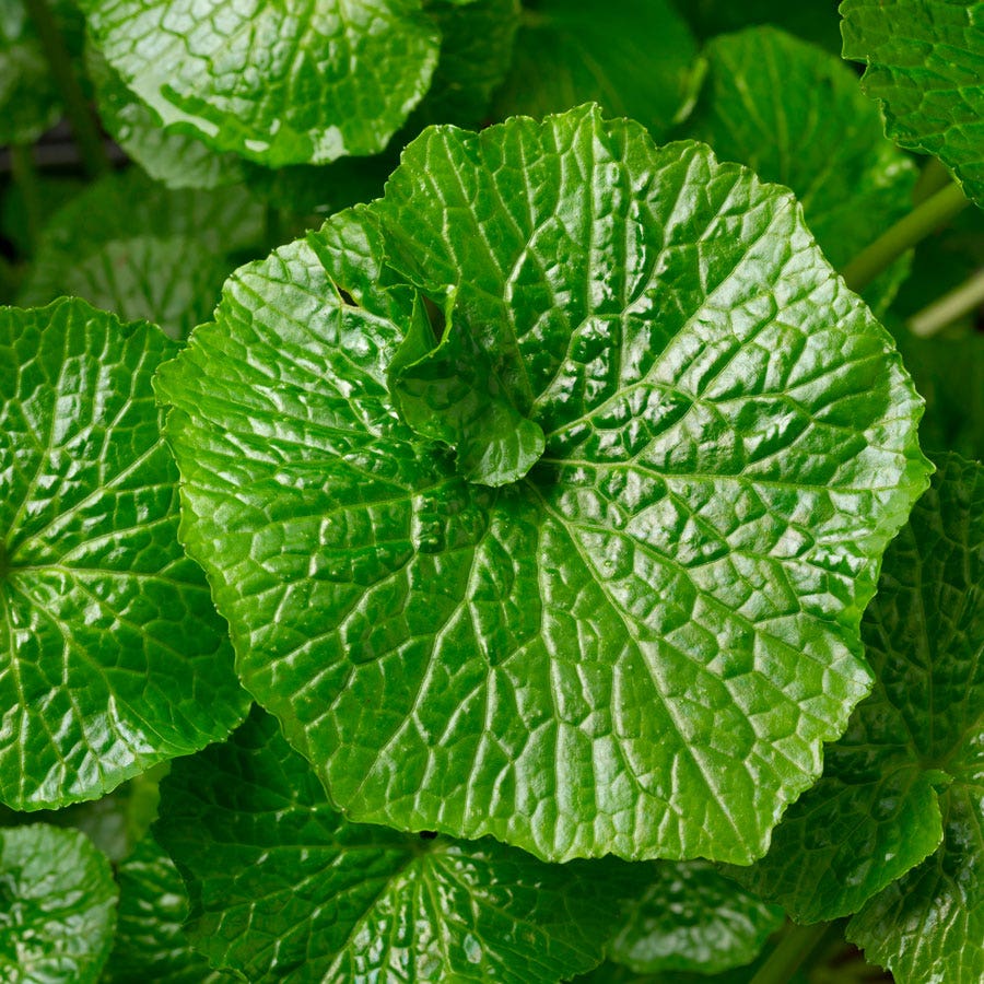 Eutrema Wasabi