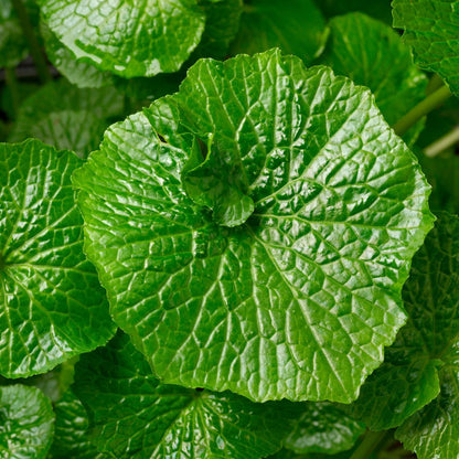 Eutrema Wasabi