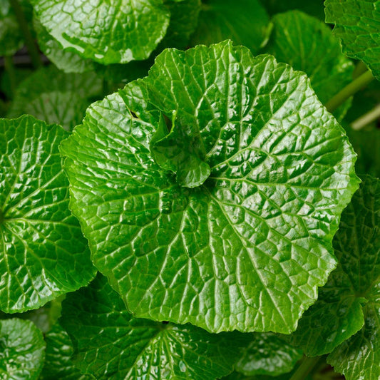 Eutrema Wasabi