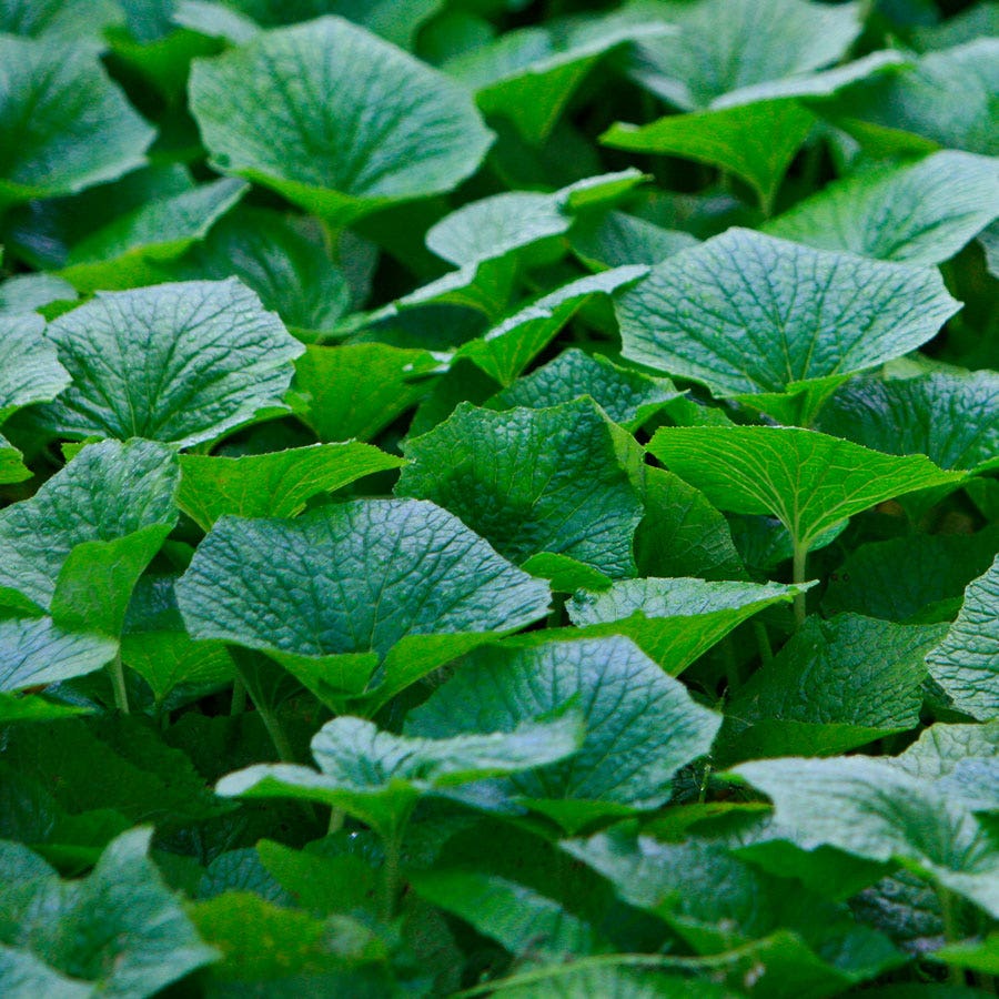 Eutrema Wasabi