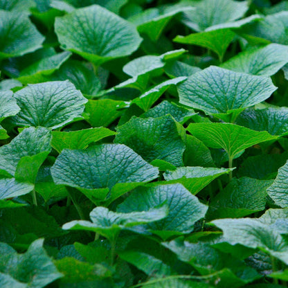 Eutrema Wasabi