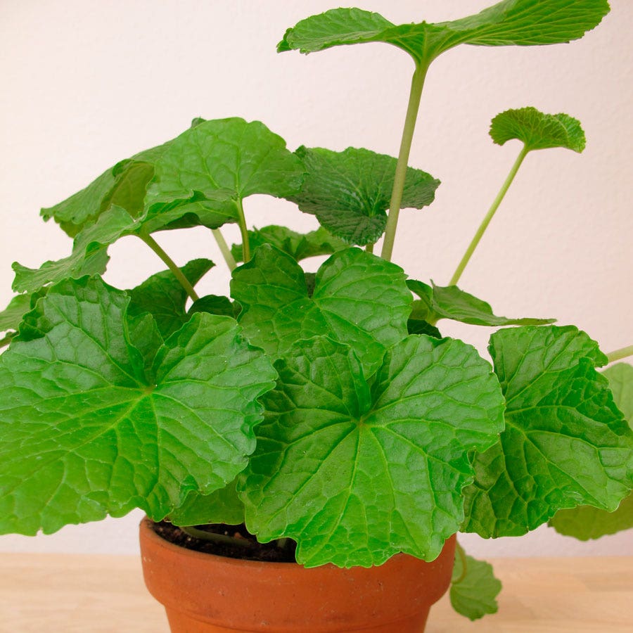 Eutrema Wasabi