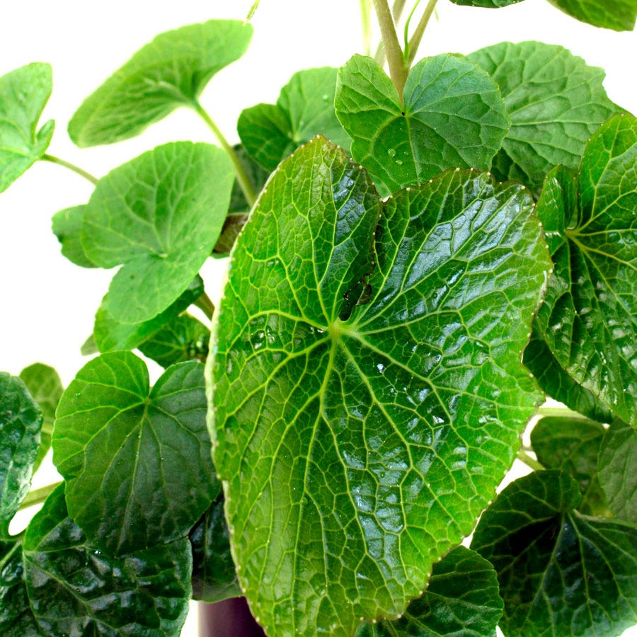 Eutrema Wasabi