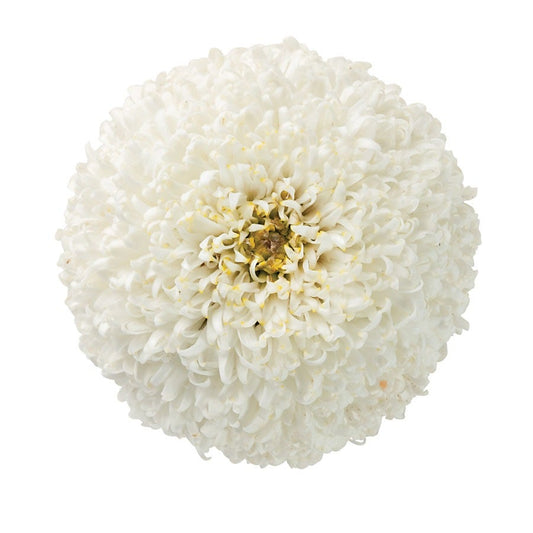 Leucanthemum Realflor® 'Real Tiny Bubbles' Shasta Daisy