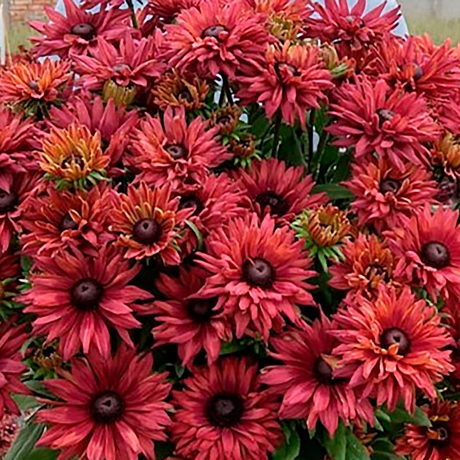 Rudbeckia Rodeo™ Double Red Black-Eyed Susan