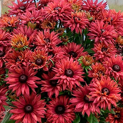 Rudbeckia Rodeo™ Double Red Black-Eyed Susan