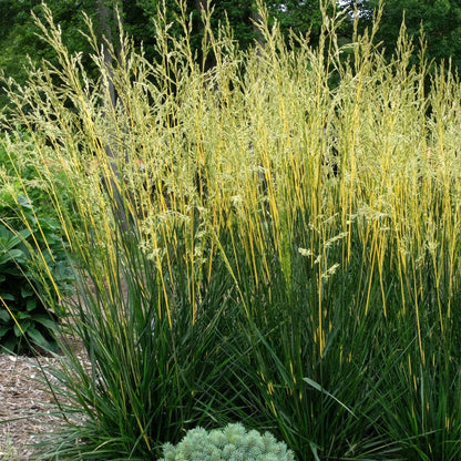 Festuca 'Glow Sticks' Ornamental Tall Fescue
