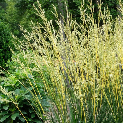 Festuca 'Glow Sticks' Ornamental Tall Fescue