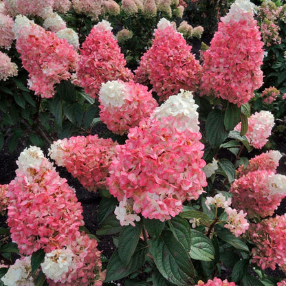 Hydrangea Magical® Ruby Snow Panicle Hydrangea