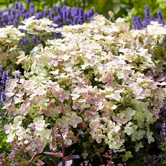 Hydrangea Early Evolution® Panicle Hydrangea