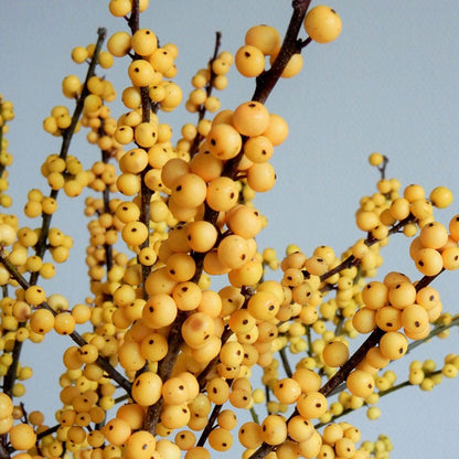 Ilex Magical® Citronella Winterberry