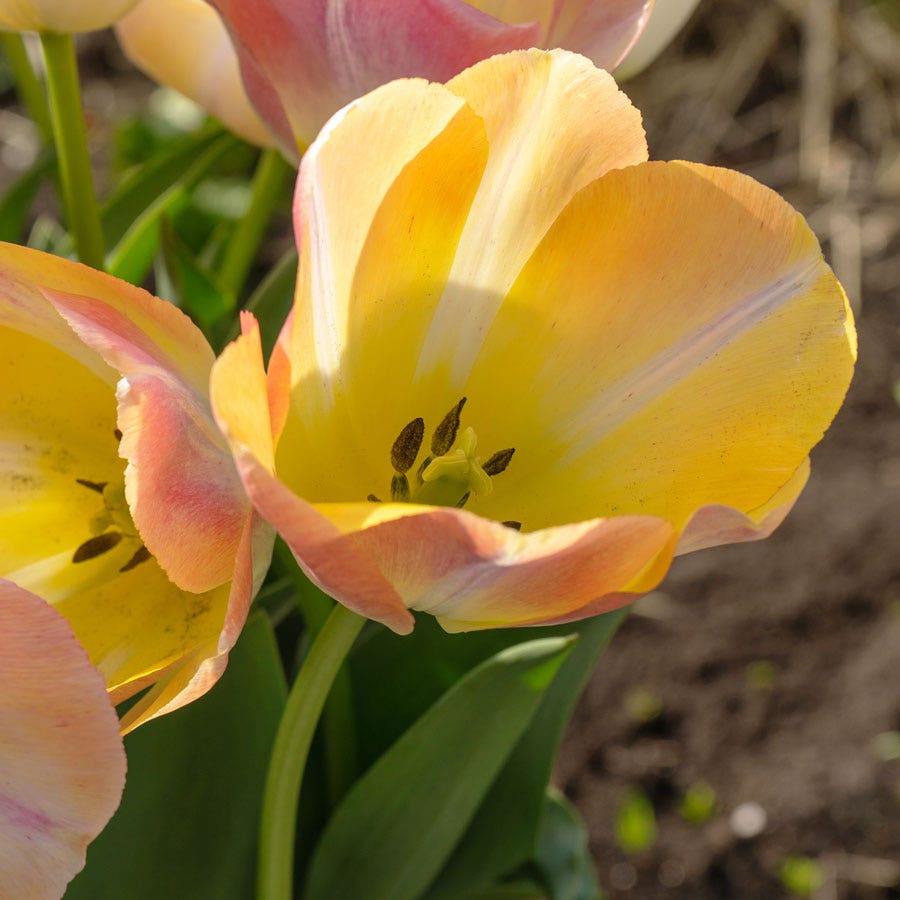 Tulipa Kunyun Tulip Bulbs
