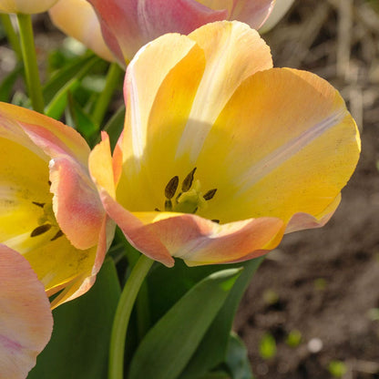 Tulipa Kunyun Tulip Bulbs