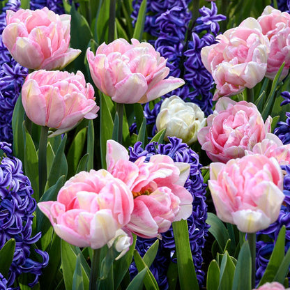 Tulip Foxtrot & Hyacinth Blue Jacket Blend Bulbs