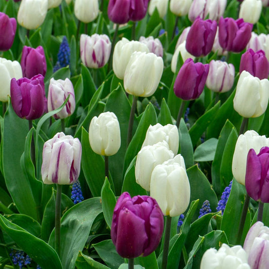 Tulipa & Muscari Flag Blend Bulbs