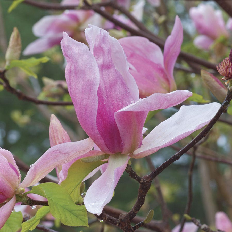 Magnolia 'Daybreak'
