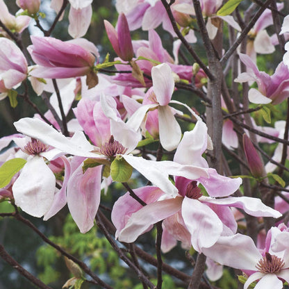 Magnolia 'Daybreak'