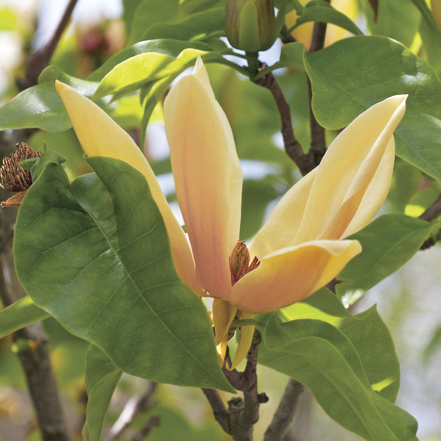 Magnolia 'Judy Zuk'