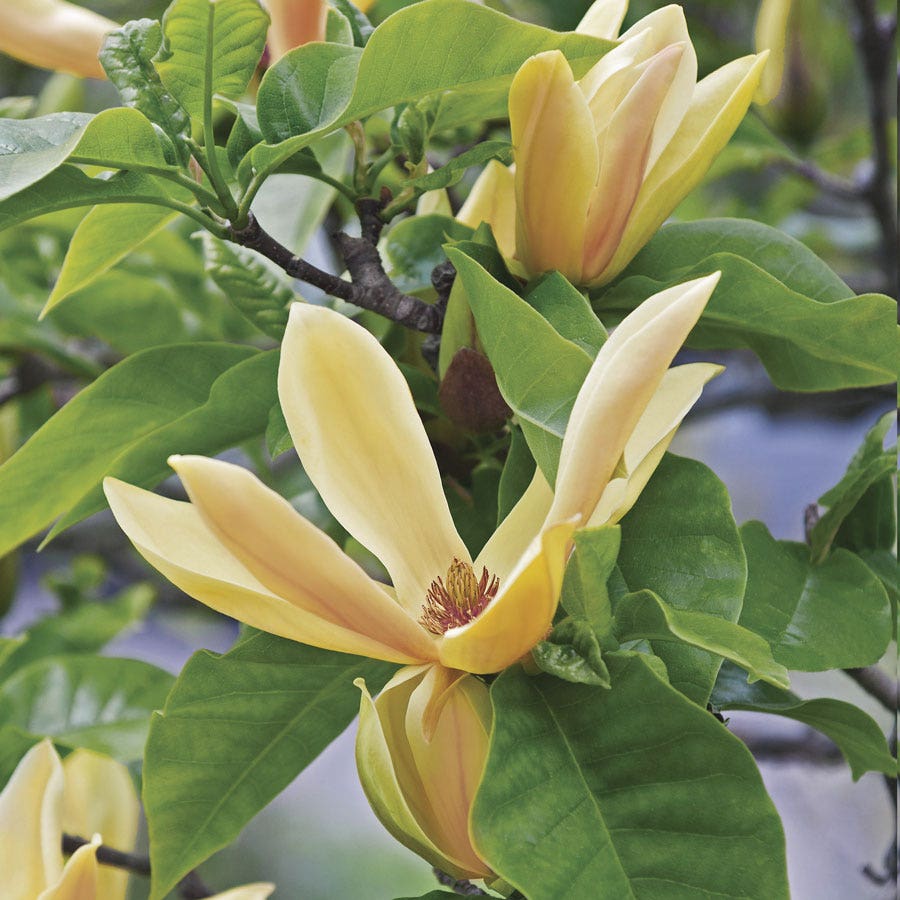 Magnolia 'Judy Zuk'