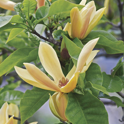 Magnolia 'Judy Zuk'