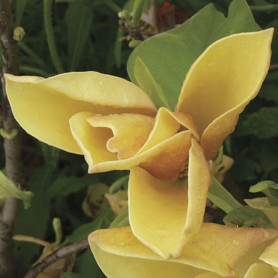 Magnolia 'Judy Zuk' – Wayside Gardens