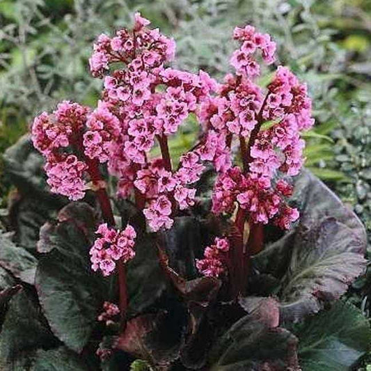 Bergenia 'Magic Giant'